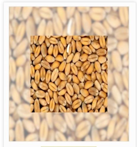 High Protein Wheat Seeds