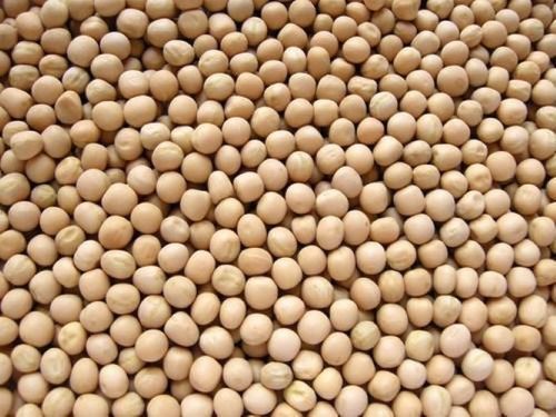 Organic Dried White Peas - Whole, 100% Pure, White Color | High Protein, Rich in Fiber, Antioxidant Support, Hygienically Processed