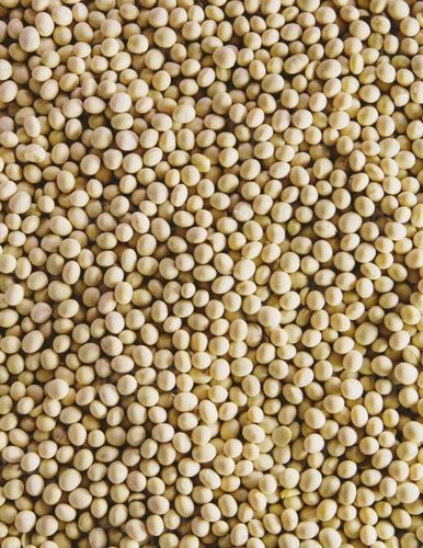 Indian Organic Dried White Peas