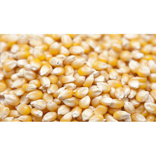 Premium Organic Maize Seeds