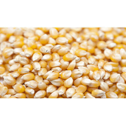 Yellow Premium Organic Maize Seeds