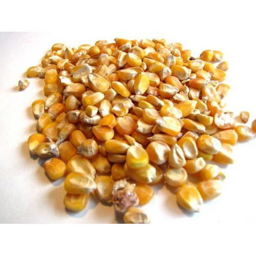 Yellow Color Maize Seeds