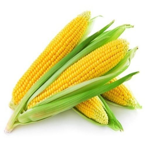 Healthy and Natural Organic Yellow Maize