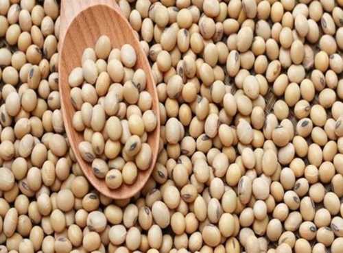 High Nutritional Soyabean Seeds Grade: Food Grade