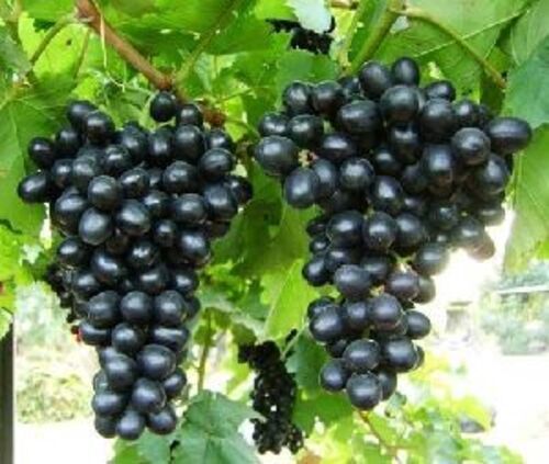 Organic Natural Fresh Black Grapes