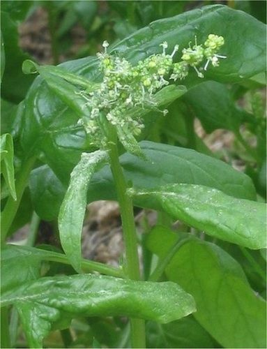 Natural Fresh Spinach For Cooking Preserving Compound: Cool & Dry Places