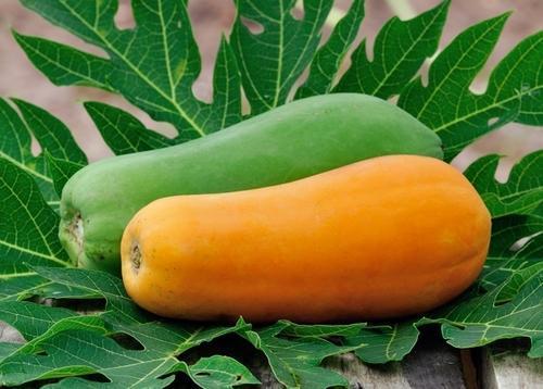 Organic Fresh Papaya Fruits