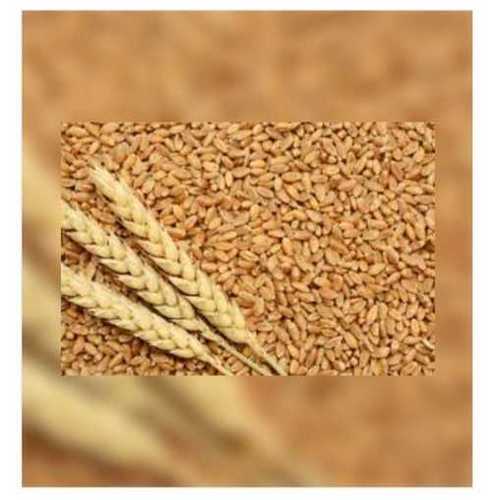 Agriculture Organic Fresh Wheat Grade: A