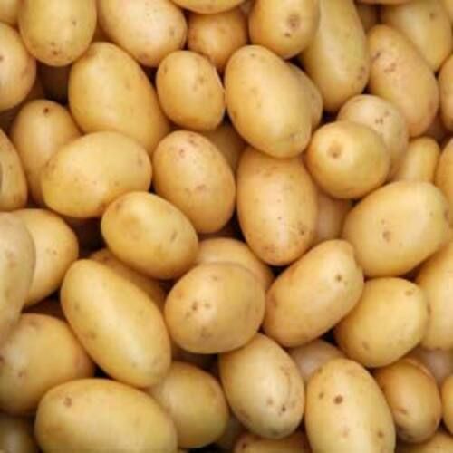 Healthy And Natural Fresh Potato