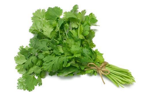 Fresh Coriander Leaves - Organic Green Vegetables, Chopped for Cooking | Natural Style, Good Quality, Shelf Life of 1 Month, Preserve in Cool & Dry Places