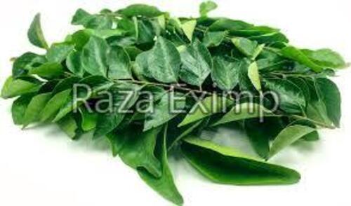 Green Fresh Curry Leaves For Cooking