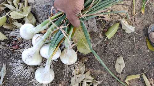 Originally White Onion