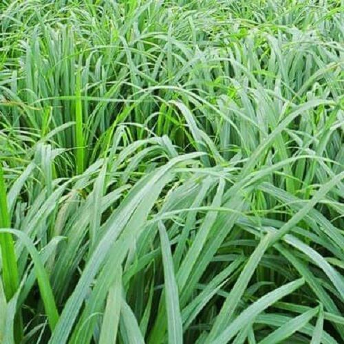 Citronella Java Oil (Ct-001) Cas No: 8000-29-1; 91771-61-8