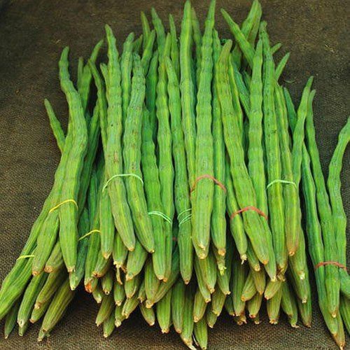 Healthy And Natural Fresh Green Drumsticks Shelf Life: 25 Days