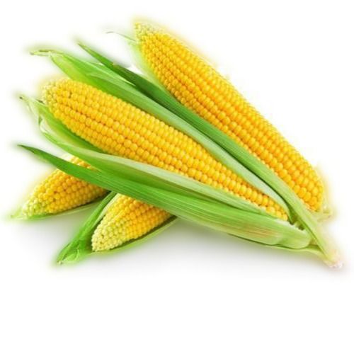 Organic High In Protein Yellow Corn Maize  Purity: 99%