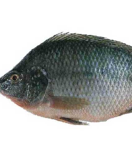 Silver Tilapia Fish, For Household