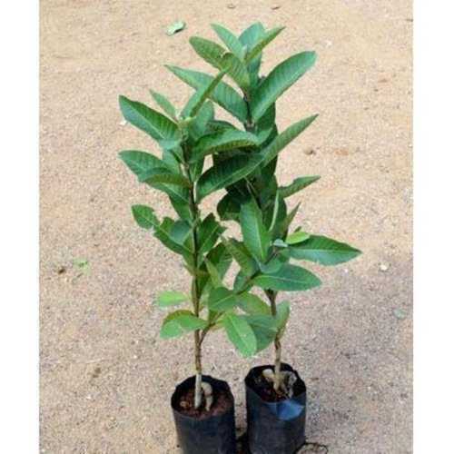 Fast Growth Guava Plants