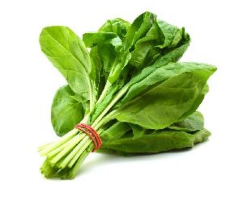 Fresh Spinach Leaves For Cooking