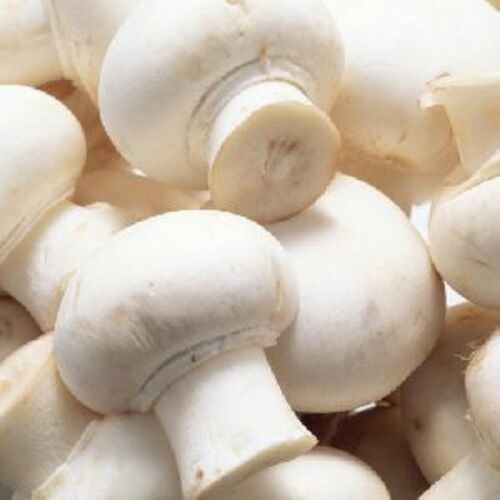 Creamy Natural Fresh Mushrooms For Cooking