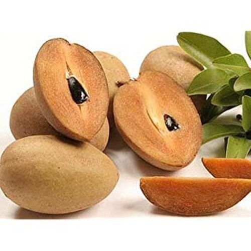 Natural Fresh Sapota Fruits