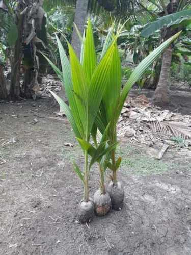 Green Well Watered Coconut Saplings