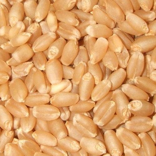 Natural Agricultural High Quality Golden Color Lokwan Wheat
