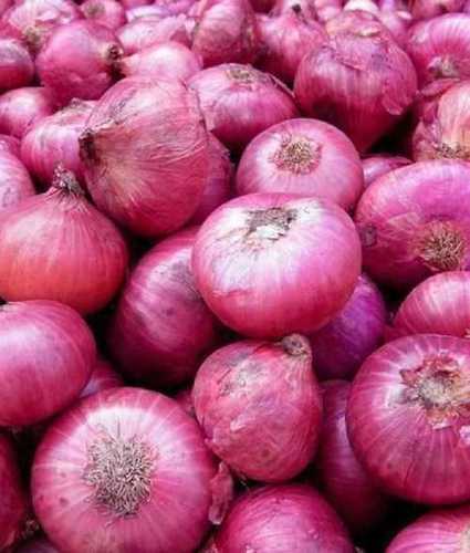 All Size Fresh Red Onions