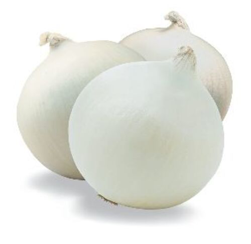 Fresh White Onion for Cooking