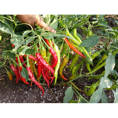 158 F-1 Hybrid Chili Seed