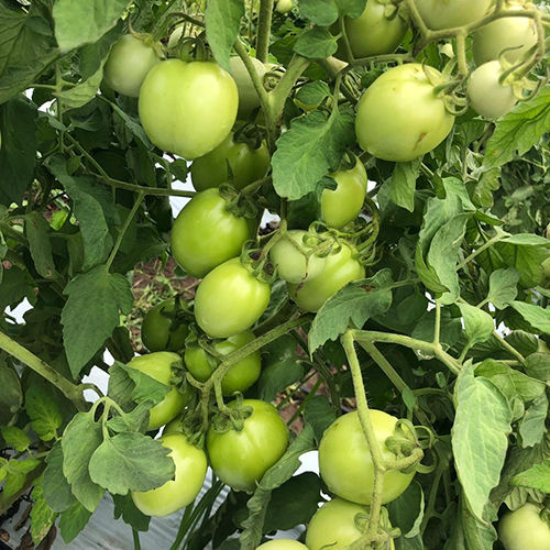 tomato seeds