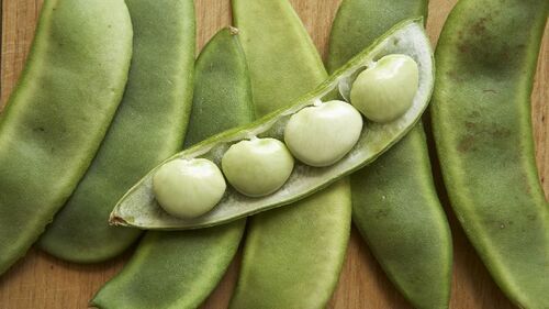 Fresh Butter Beans For Cooking Preserving Compound: Cool & Dry Places