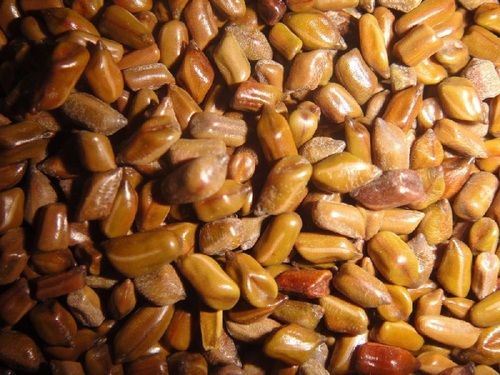Natural Dry Cassia Tora Seeds