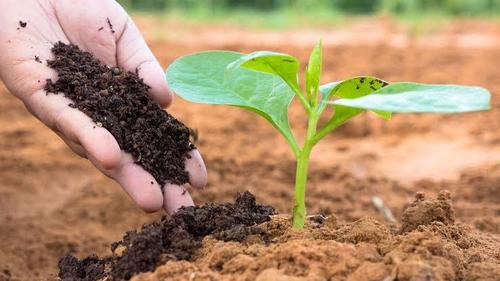 Brown Organic Vermicompost Fertilizer, For Farming And Kitchen Garden And Balcony Garden