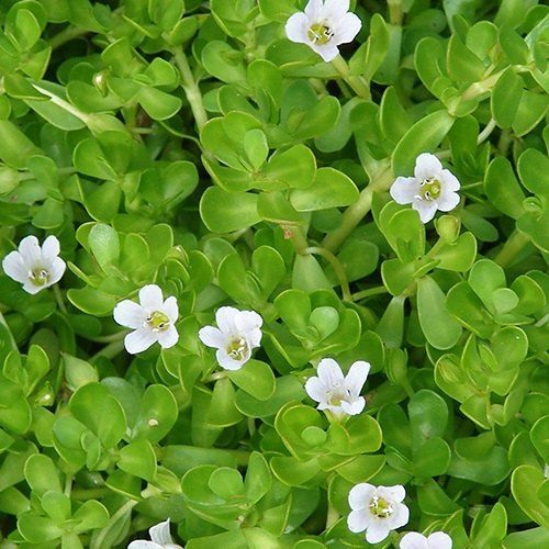 Premium Brahmi Essential Oil