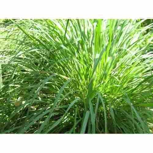 Premium Citronella Essential Oil