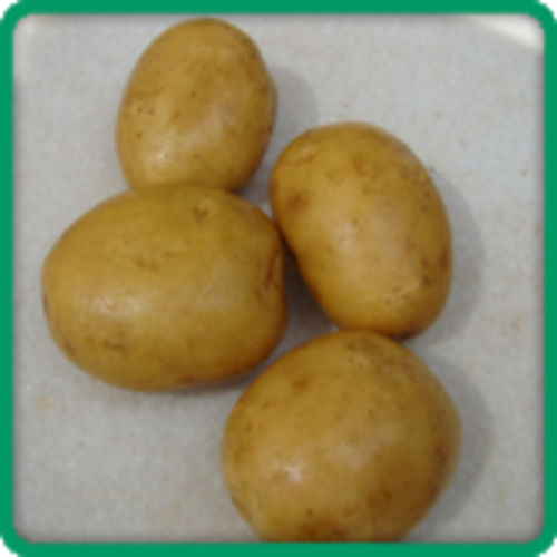 Healthy and Natural Fresh Badshah Potato
