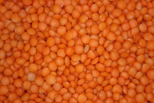 Healthy And Natural Whole Red Lentils Grain Size: Standard