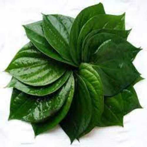 Highly Effective Fresh Green Betel Leaves