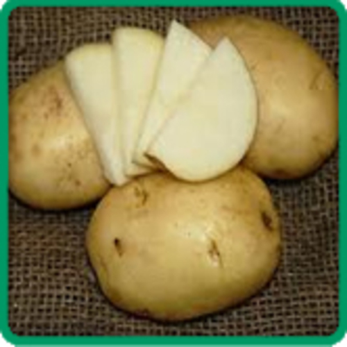 Size 45Mm To 90 Mm Organic Oval Kennebec Potato Shelf Life: 3 Months