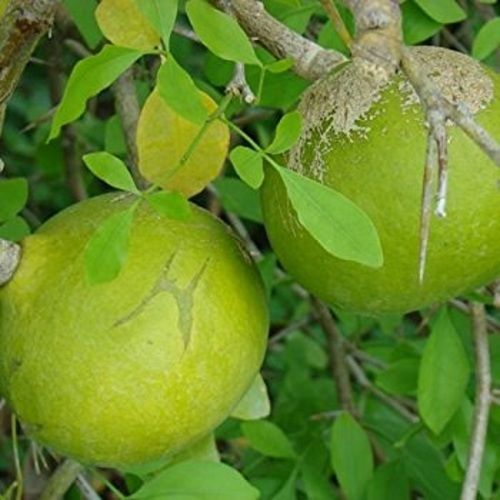 Healthy And Hygienic Good Quality Indian Bael Fruit