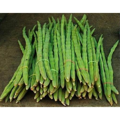 Healthy and Natural Organic Green Fresh Drumsticks