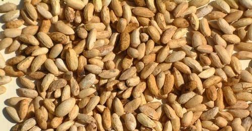 Organic And Dried Margosa Seeds (Neem Seeds)