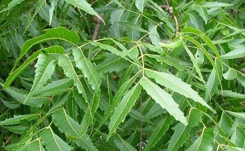 Organic And Fresh Margosa Leaves (Neem Leaves)