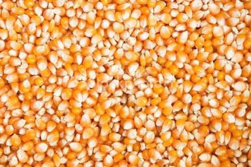 Organic And Healthy Maize Seeds