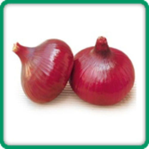 Organic Fresh Red Onion Size 40 mm to 80 mm