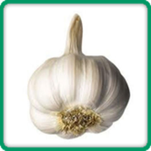 Organic Gluten Free Moisture Proof White Gujarat Garlic