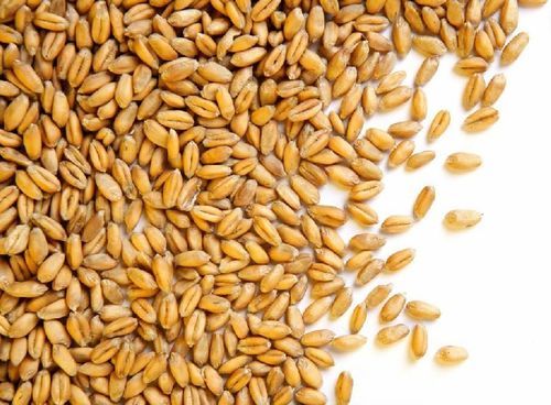 Organic Healthy And Natural Wheat Seeds Grade: Food Grade