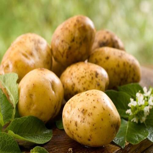 Organic Healthy Round and Oval Fresh Potato