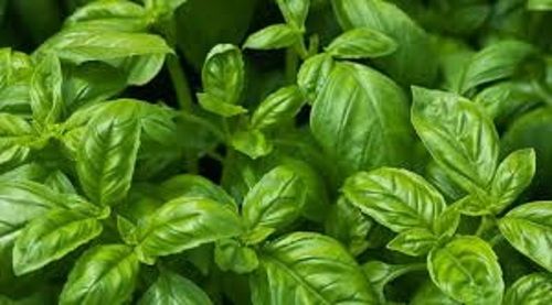 Organic Sweet Basil Herb (Ocimum Basilicum)
