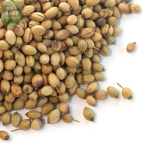 FSSAI Certified Long Shelf Life Natural Dried Coriander Seeds